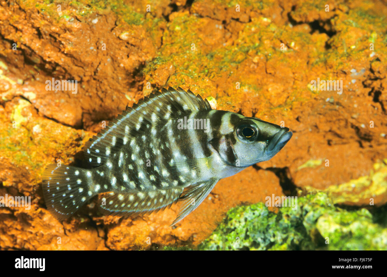 Congo black pearl, Pearly Lamprologus (Altolamprologus calvus, Neolamprologus calvus, Lamprologus calvus), swimming Stock Photo