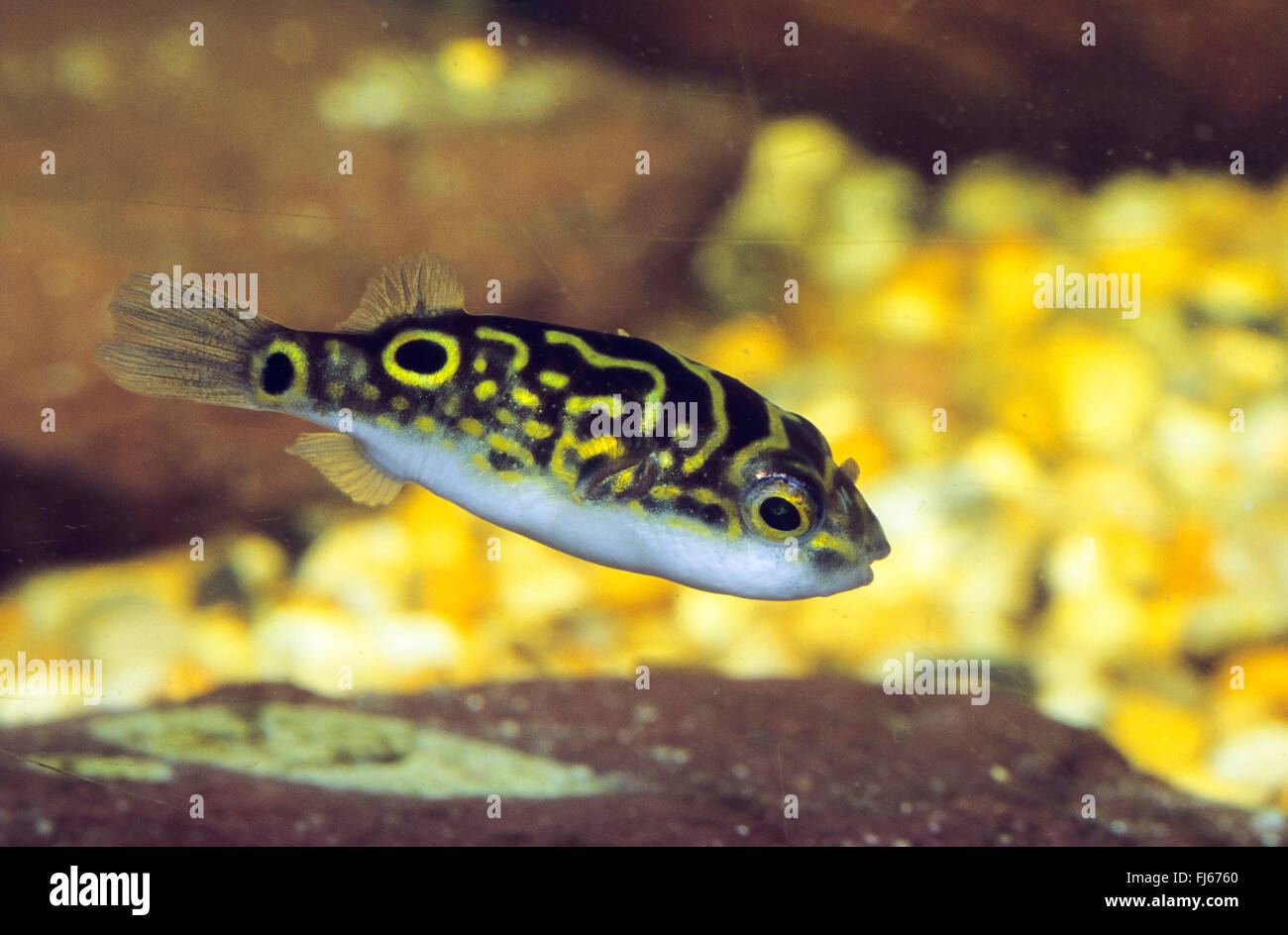 Puffer fish, Figure-eight puffer, Striped puffer (Tetraodon steindachneri, Tetraodon biocellatus, Tetraodon palembangensis), swimming Stock Photo