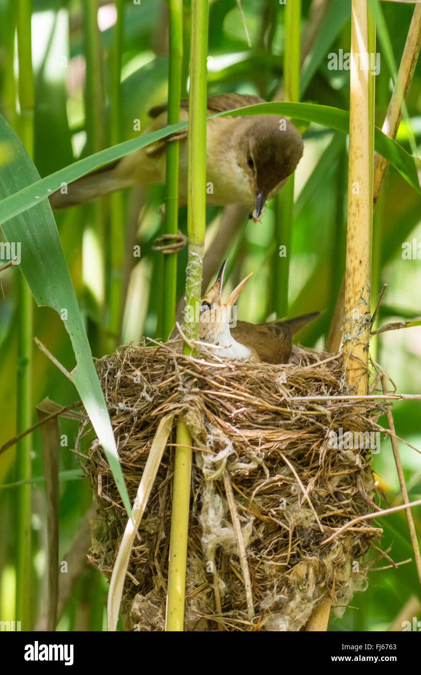 reed warbler (Acrocephalus scirpaceus), breeding bird be fed on the partner, Germany, Bavaria, Oberbayern, Upper Bavaria Stock Photo