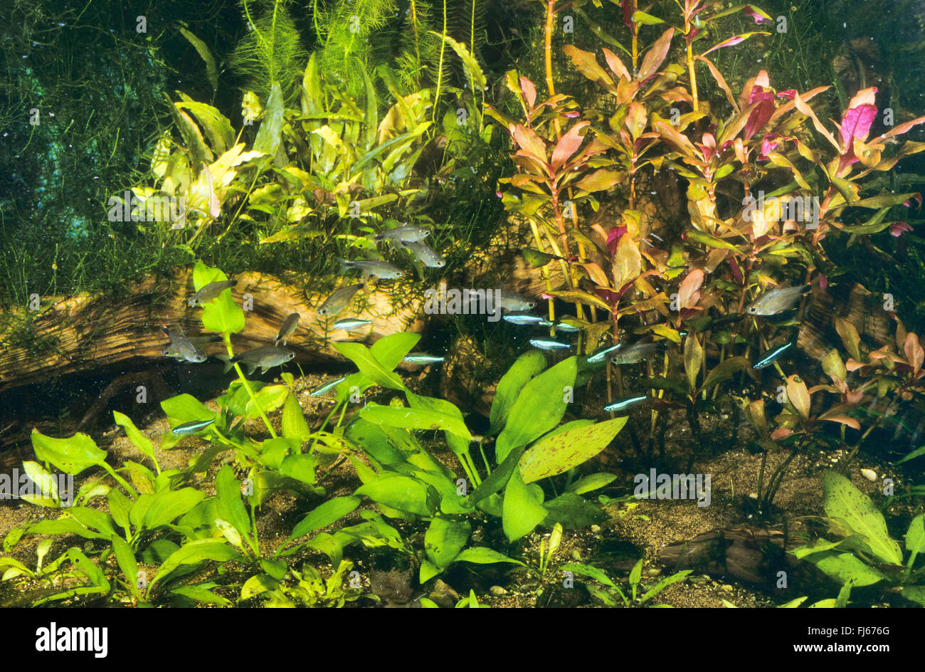 Odontostilbe (Odontostilbe piaba, Chirodon piaba, Serrapinnus piaba), with Green neon tetra, Paracheirodon simulans, in a tropical aquarium Stock Photo