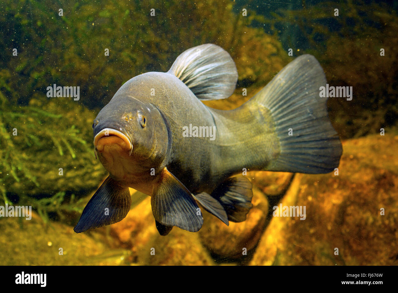 tench (Tinca tinca), swimming tench, underwater photo, Germany Stock Photo