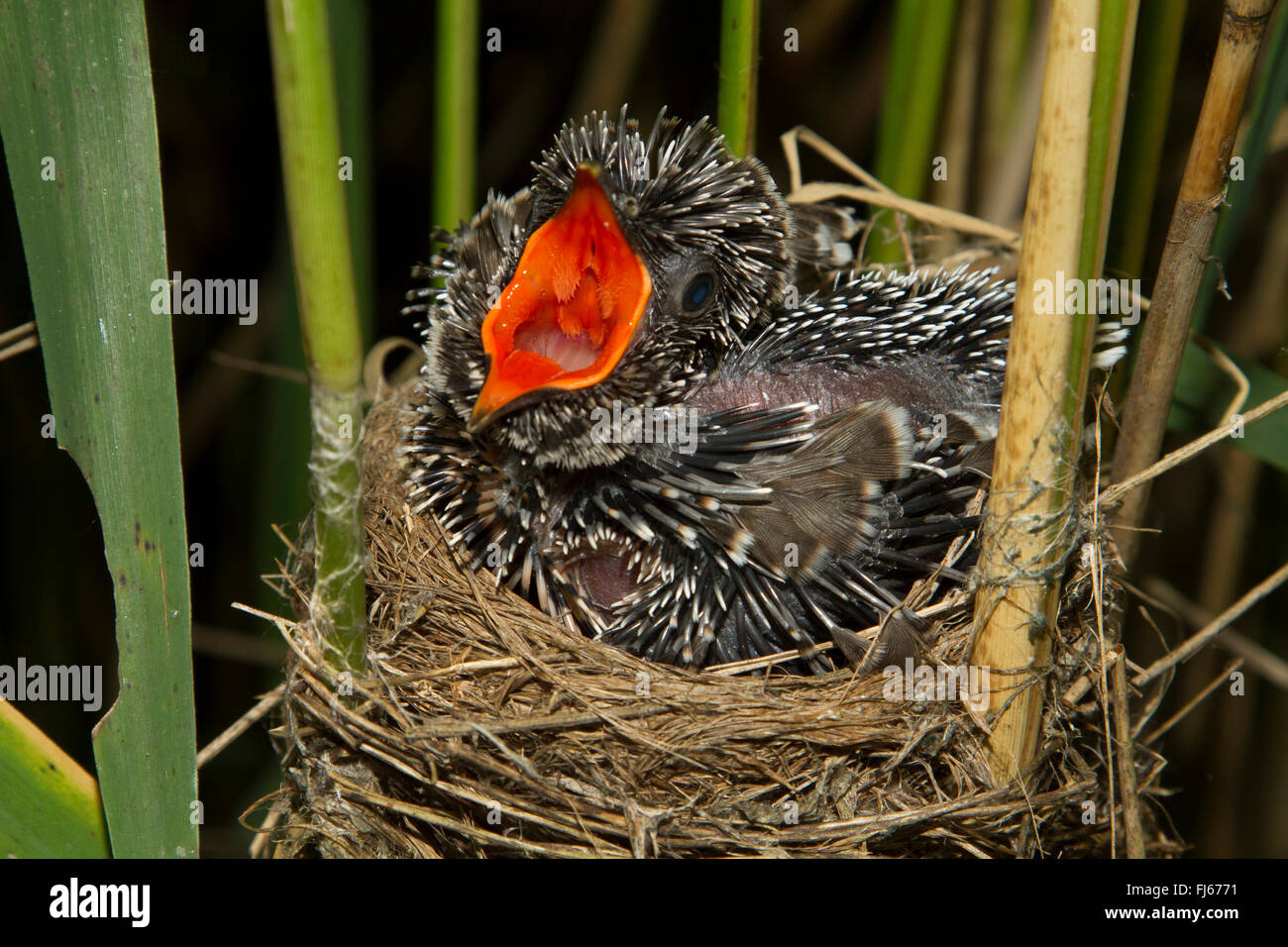 Eurasian cuckoo (Cuculus canorus), seven days old cuckoo in a reed warbler nest, threatening, Germany, Bavaria, Oberbayern, Upper Bavaria Stock Photo