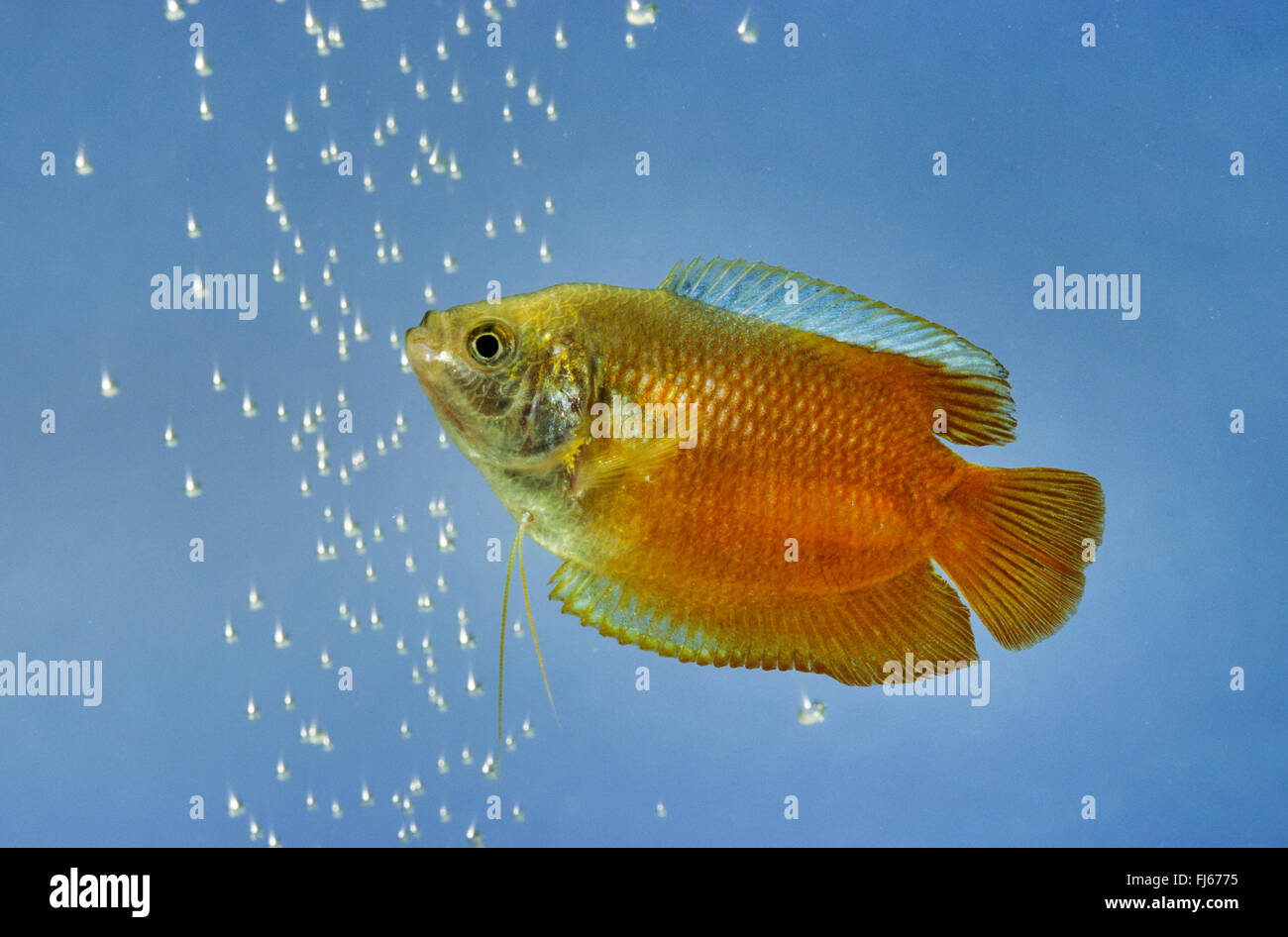 Dwarf gourami, Flame Gourami (Trichogaster lalius, Colisa lalia), swimming Stock Photo