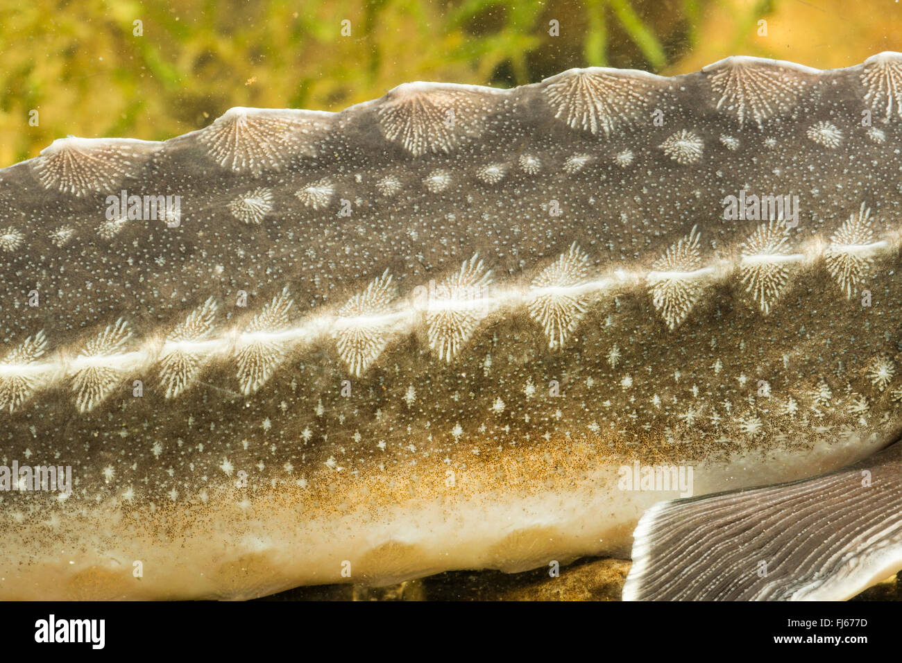 Russian sturgeon (Acipenser gueldenstaedtii, Acipenser gueldenstaedti), detail, bone plates Stock Photo