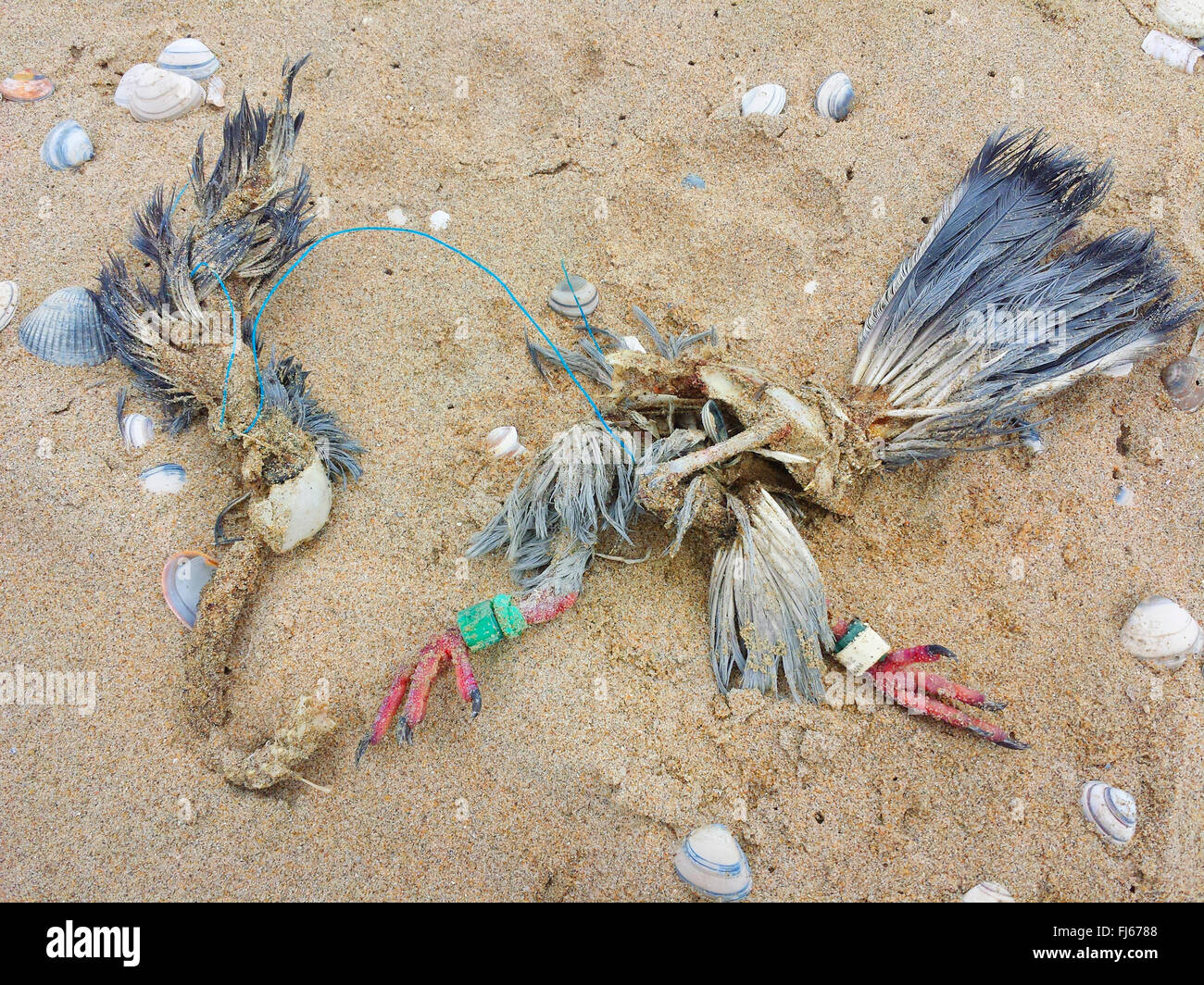 pigeons and doves (Columbidae), remains of a dead dove on the beach, Netherlands, Nordwijk Stock Photo