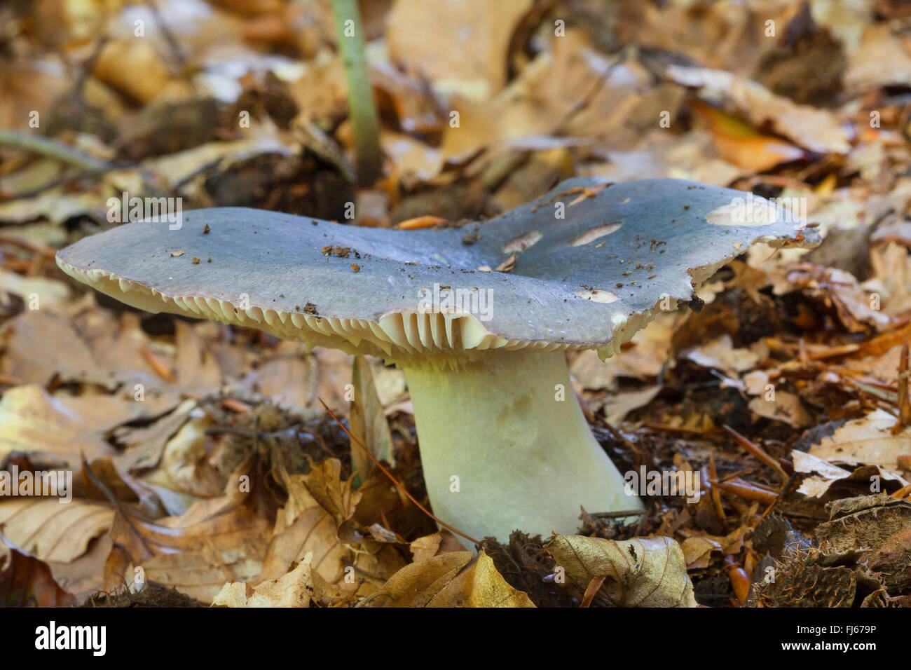 charcoal burner (Russula cyanoxantha), single fruiting body on the