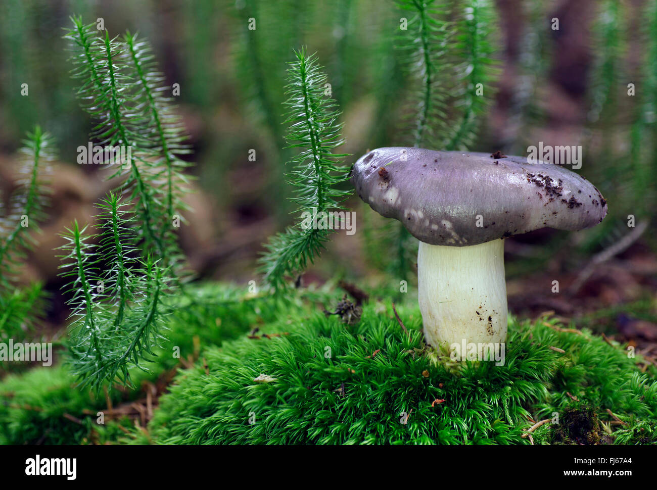charcoal burner (Russula cyanoxantha), fruiting body in moss, Germany