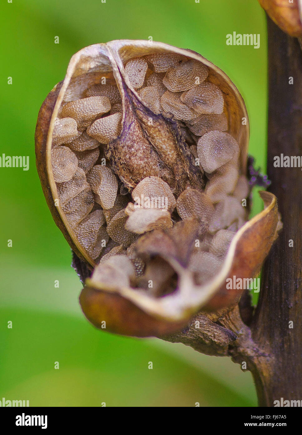 Moor-king, Moorking (Pedicularis sceptrum-carolinum), ripe fruit, Germany, Bavaria, Oberbayern, Upper Bavaria Stock Photo