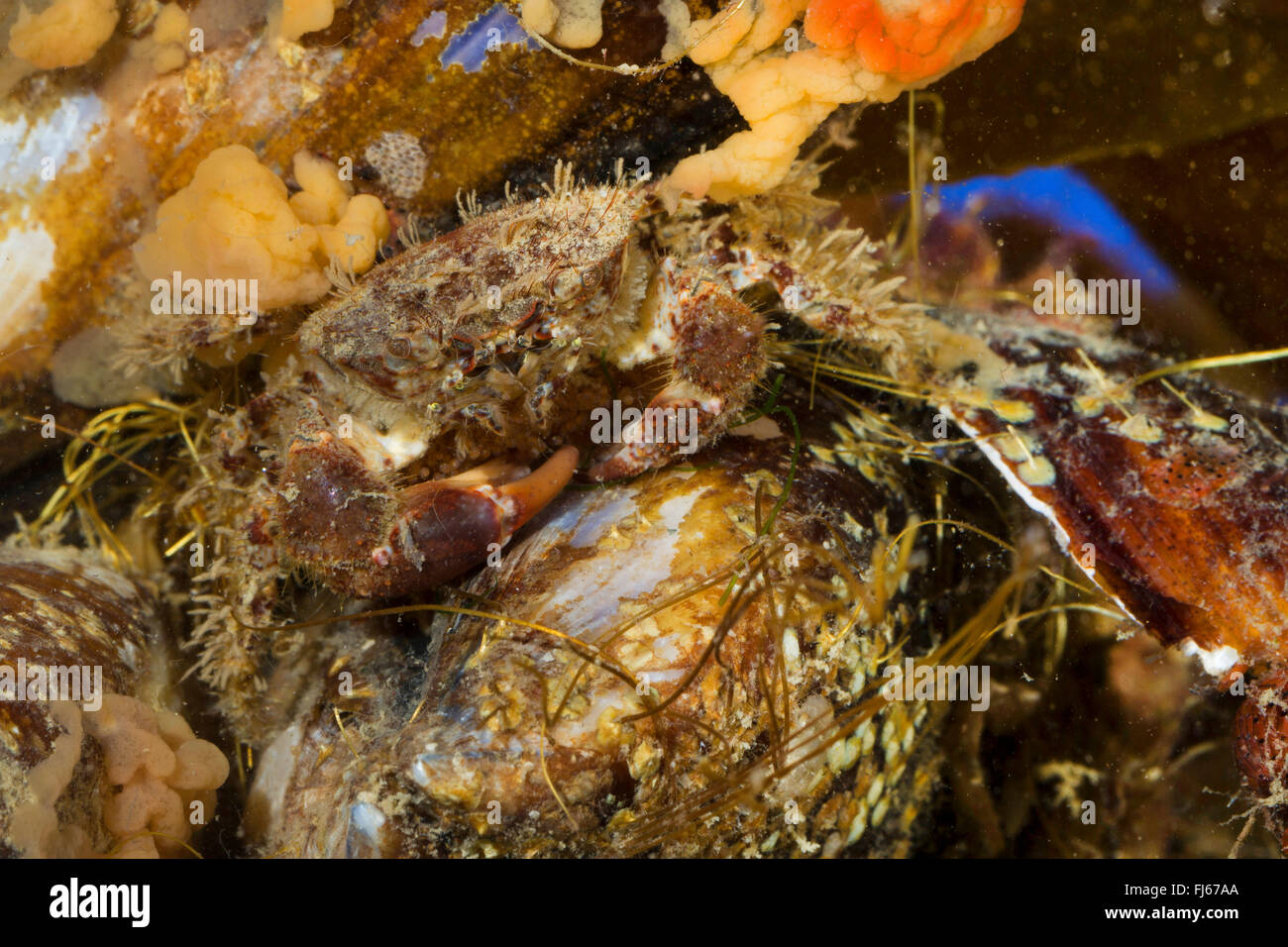 bristly crab, hairy crab, hairy black crab, bristly xanthid  (Pilumnus hirtellus), on a mussel Stock Photo