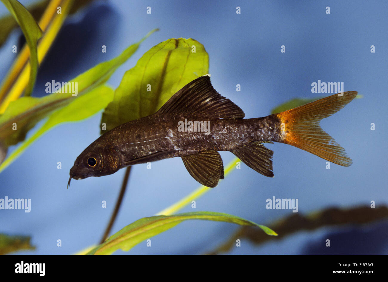 redtail sharkminnow, red-tailed shark, redtailed shark, red-tailed black shark, redtailed black shark, redtailed labeo, fire tail redtail sharkminnow (Epalzeorhynchos bicolor, Epalzeorhynchus bicolor, Labeo bicolor), swimming Stock Photo