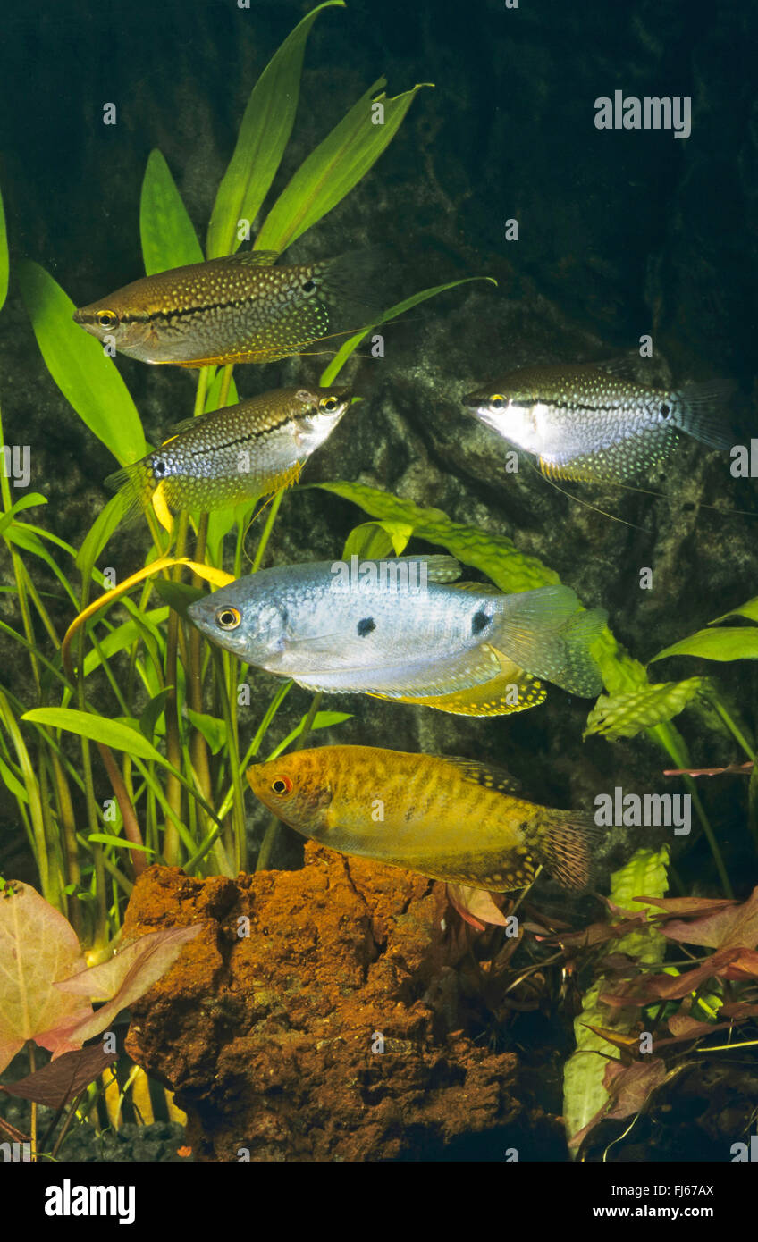 Gold Gourami (Trichogaster trichopterus gold), with Pearl gourami, Trichogaster leeri Stock Photo