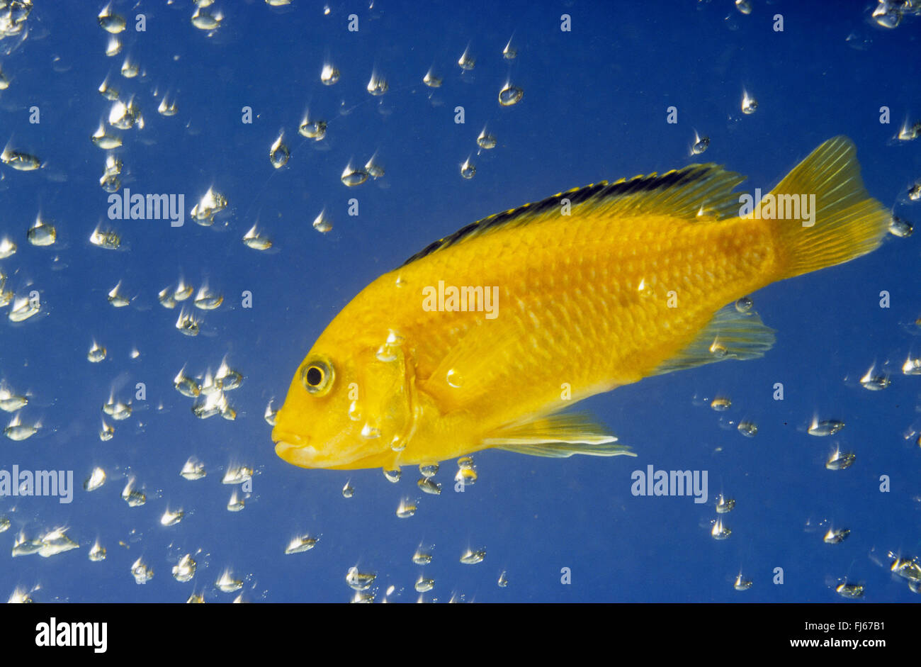 lemon yellow lab, electric yellow, yellow prince, Labido jaune (Labidochromis Yellow), swimming Stock Photo