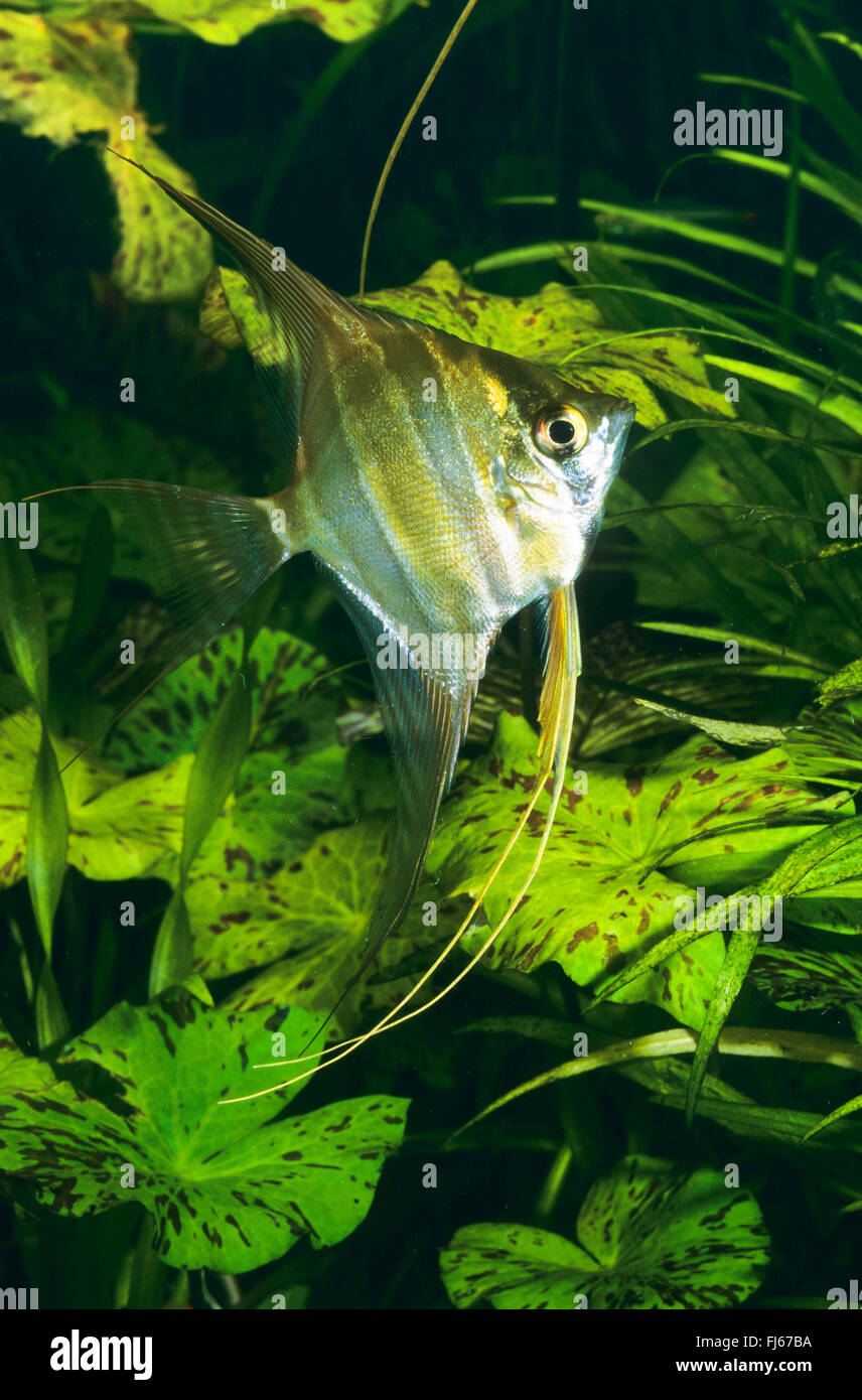 Deep angelfish, Real Altum-Angel, Long finned Angel (Pterophyllum altum), in front of water plants Stock Photo