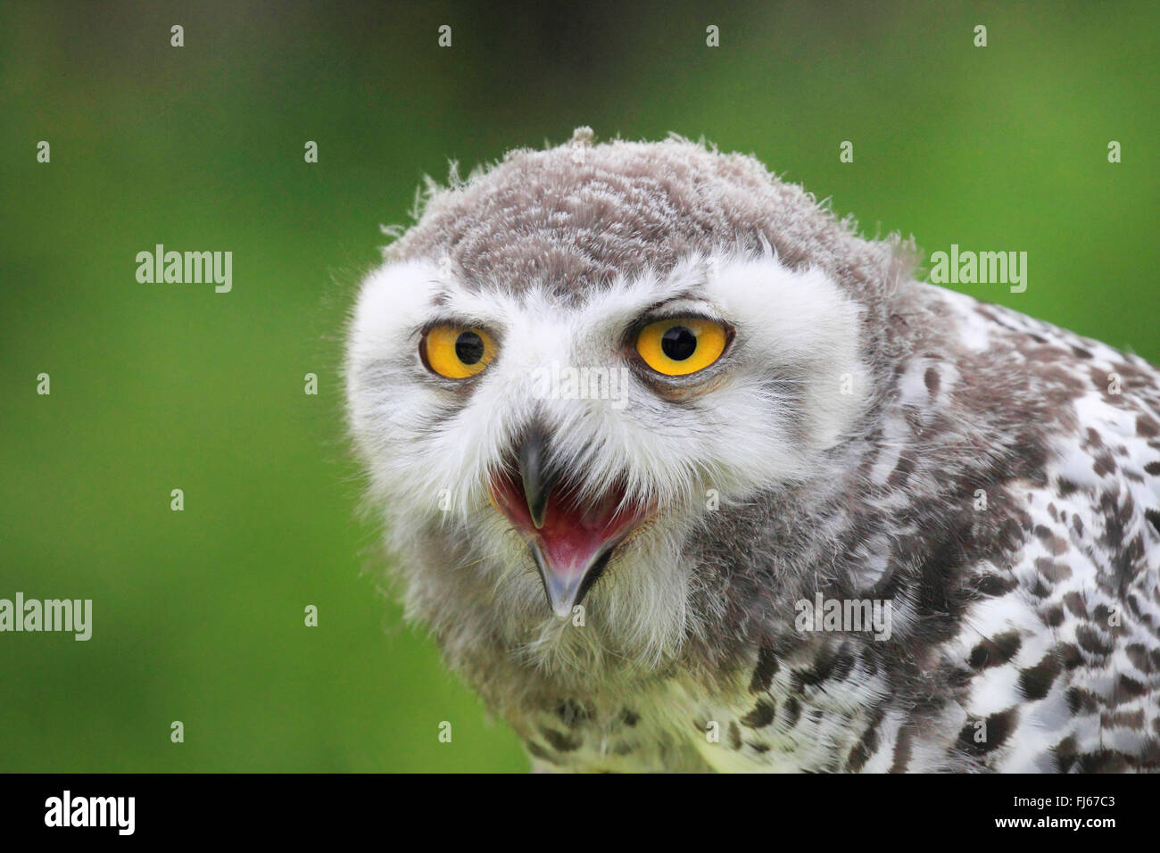 Snowy Owl (Strix scandiaca, Nyctea scandiaca, Bubo scandiacus ...