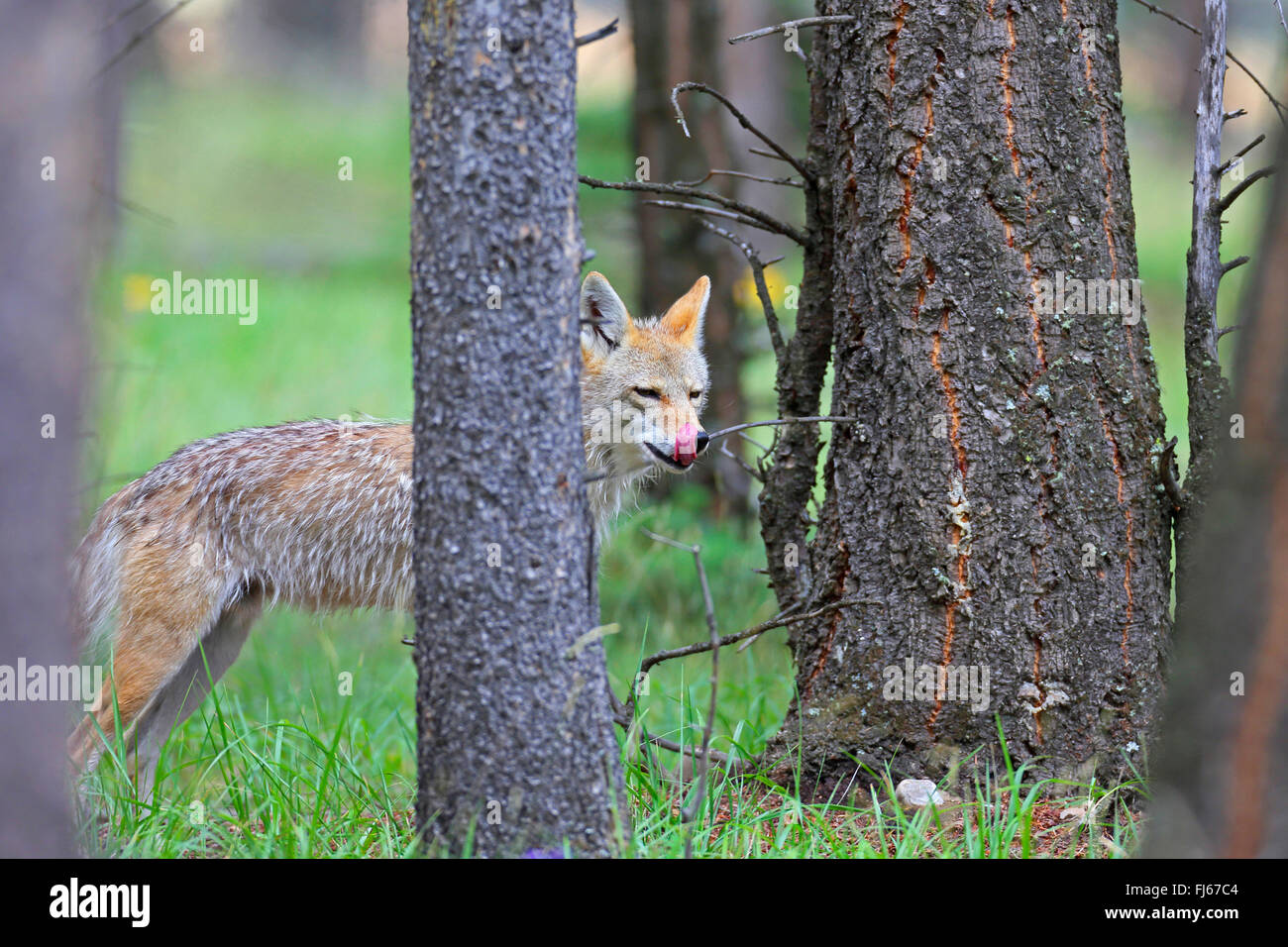 coyote (Canis latrans), stands in forest, Canada, Alberta, Banff National Park Stock Photo