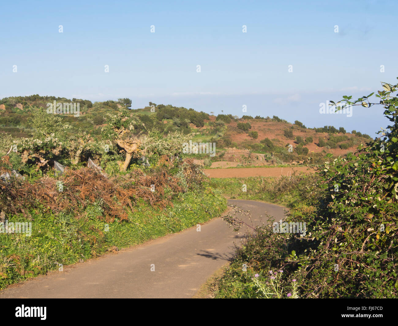 countryside lane in Ruigomez Tenerife Spain following the hiking trail to El Tanque through beautiful landscapes Stock Photo