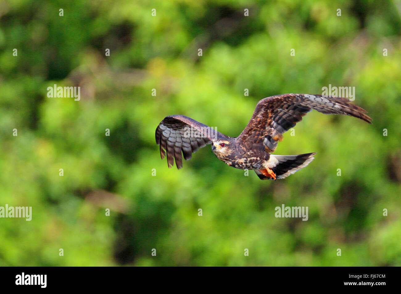 everglade kite, snail kite  (Rostrhamus sociabilis), flying female , USA, Florida Stock Photo