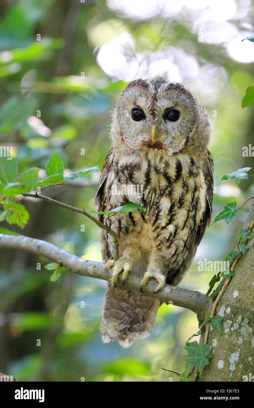 Eurasian tawny owl (Strix aluco), sits on a branch, Germany Stock Photo