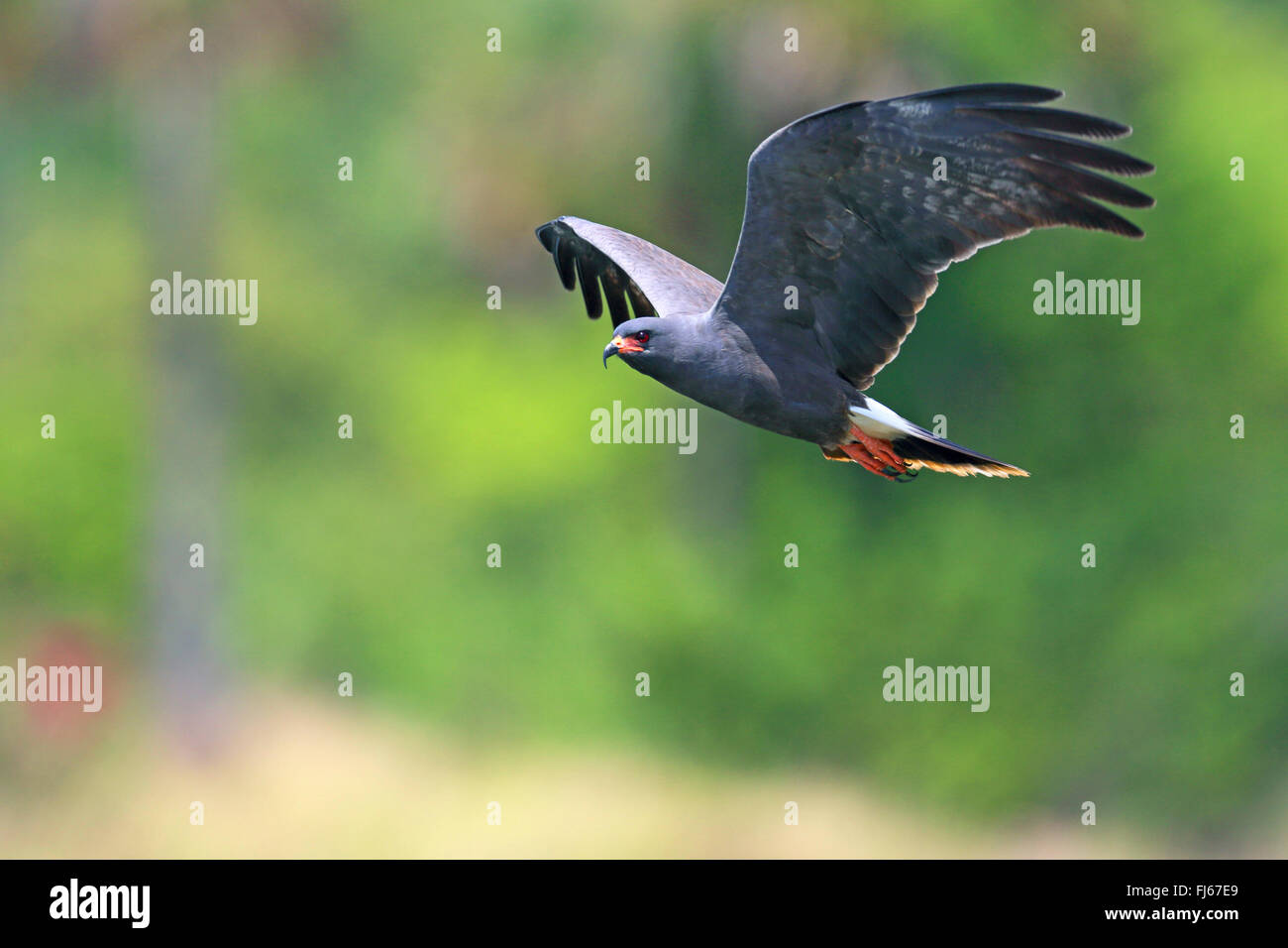everglade kite, snail kite (Rostrhamus sociabilis), flying male, USA, Florida Stock Photo