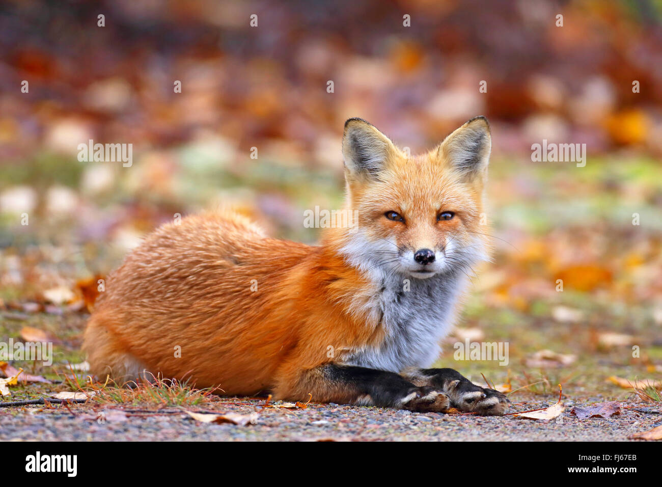red fox (Vulpes vulpes), lying at roadside, Canada, Ontario, Algonquin Provincial Park Stock Photo