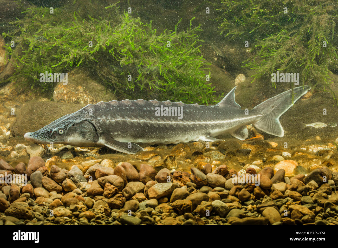 Russian sturgeon (Acipenser gueldenstaedtii, Acipenser gueldenstaedti), swimming, underwater photo Stock Photo