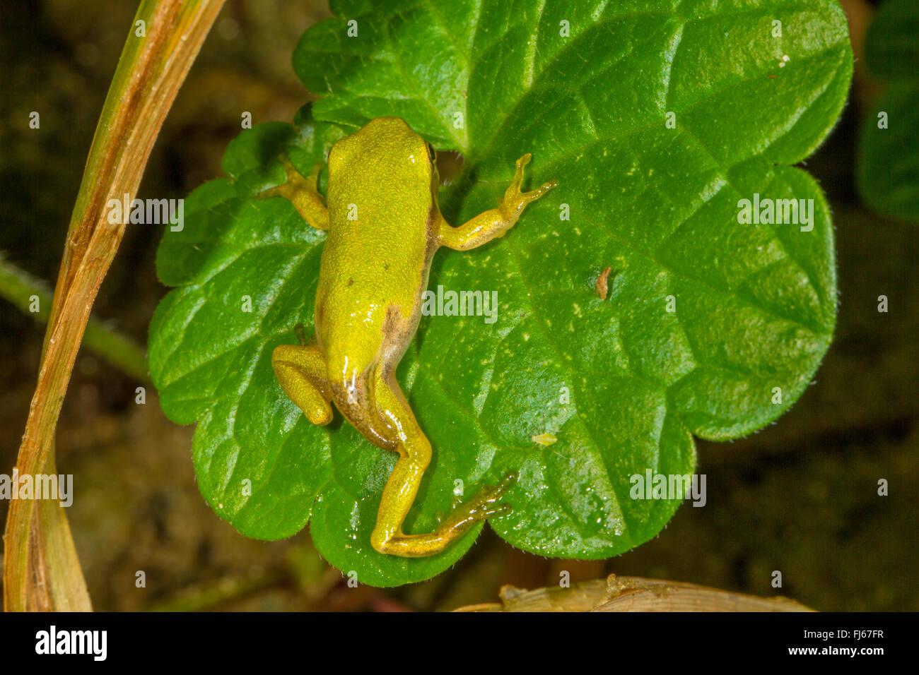 European treefrog, common treefrog, Central European treefrog (Hyla arborea), young animal just before the end of the metamorphosis on a leaf, Germany, Bavaria Stock Photo