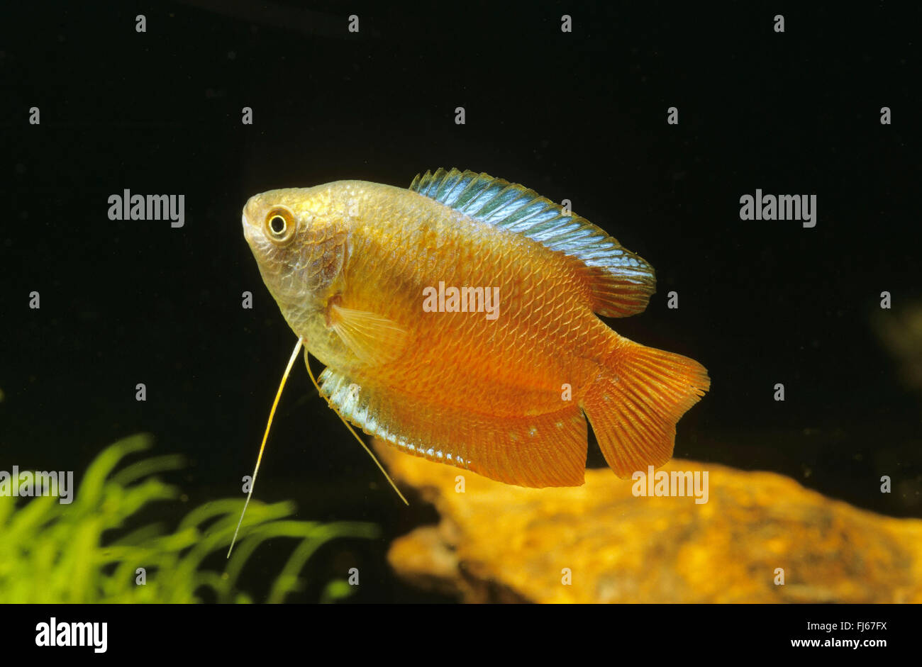 Dwarf gourami, Flame Gourami (Trichogaster lalius, Colisa lalia), swimming Stock Photo