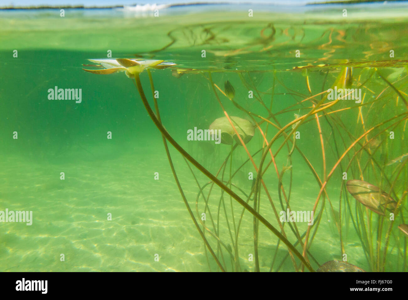 white water-lily, white pond lily (Nymphaea alba), underwater photo of a water-lily, Germany, Bavaria, Langbuergener See Stock Photo
