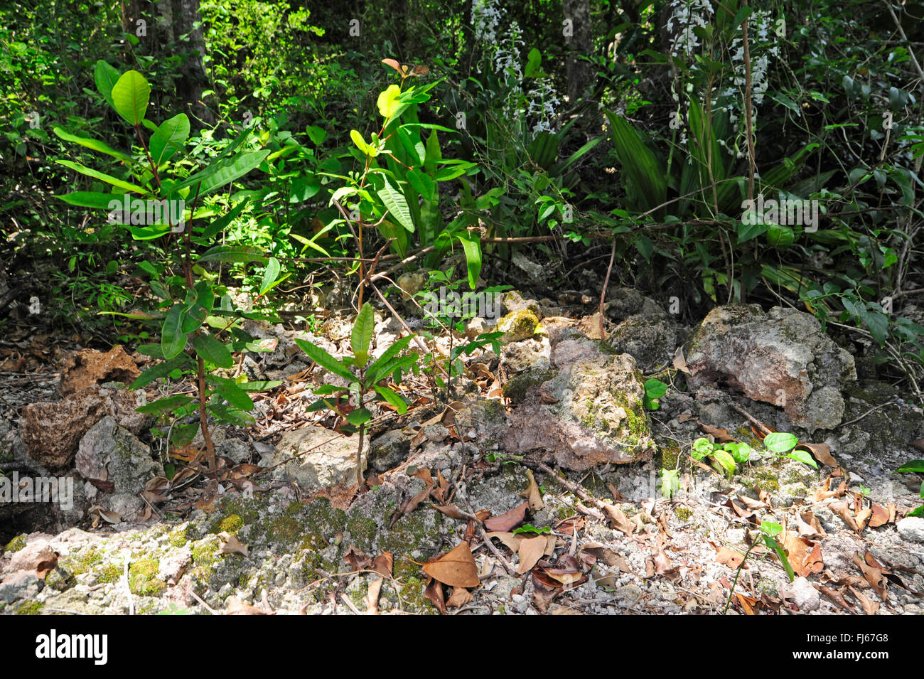 limestone soil in rain forest of New Caledonia, New Caledonia, Ile des Pins Stock Photo