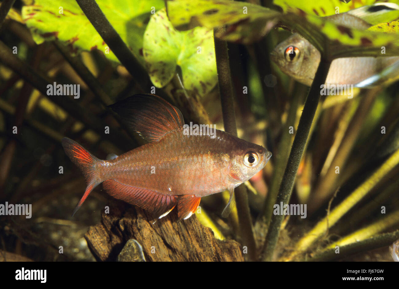 Rosy tetra, Ornate tetra (Hyphessobrycon bentosi), swimming Stock Photo