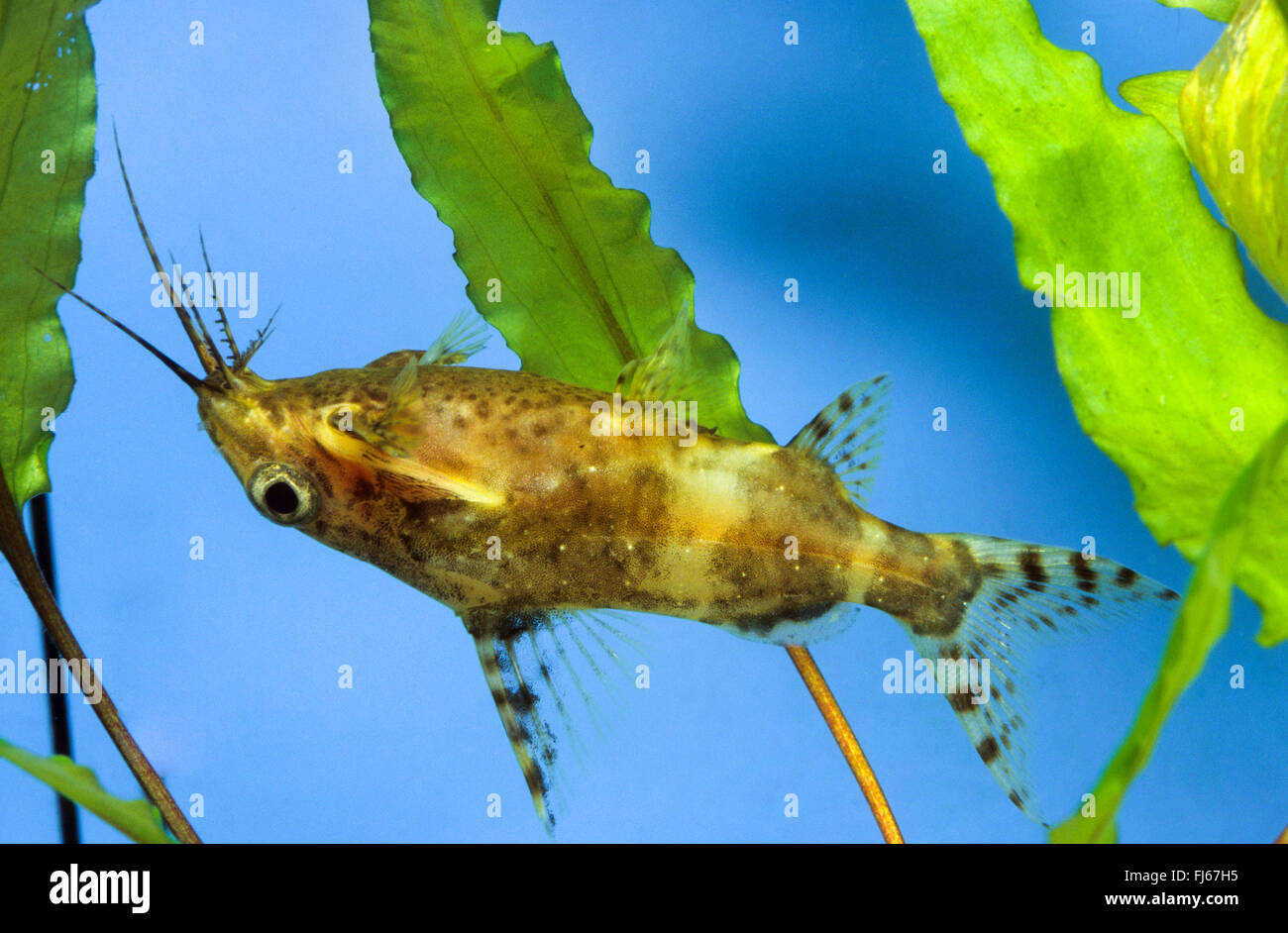blackbellied upside-down catfish (Synodontis nigriventris), swimming Stock Photo