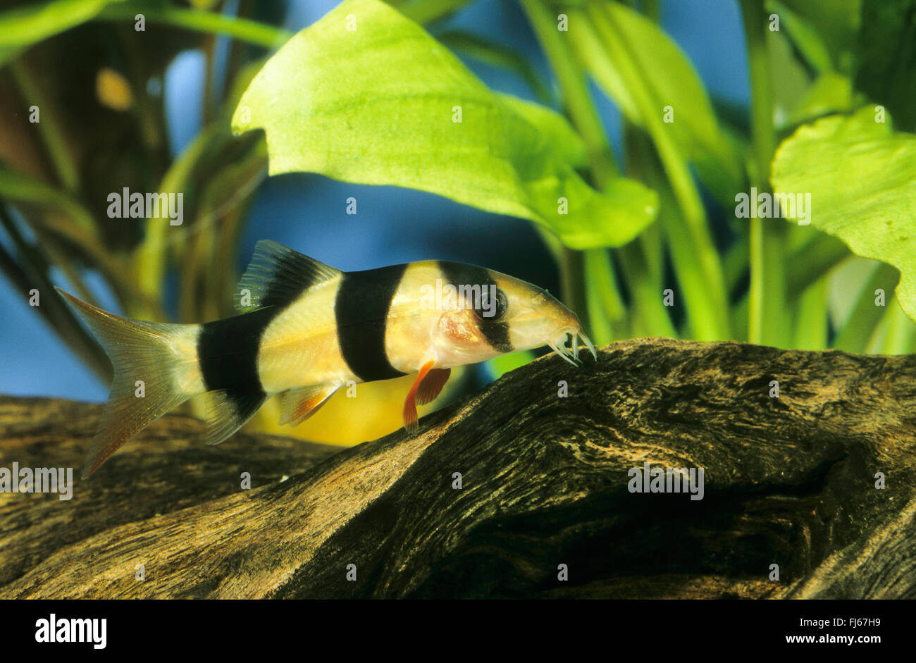 Clown loach, Tiger botia, Botia, Botia clown (Botia macracanthus, Botia macracantha), swimming Stock Photo