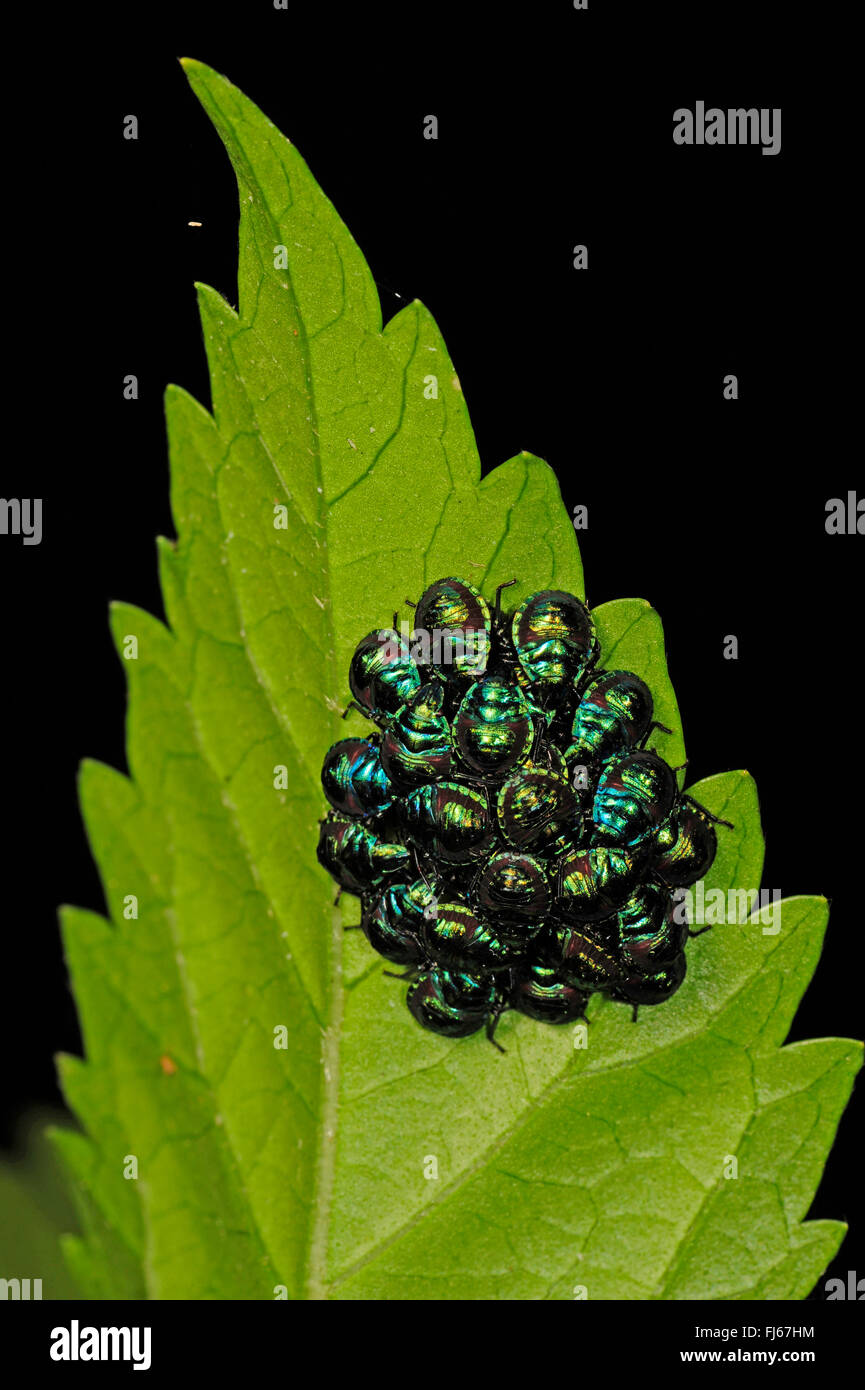 tortoise beetles, shield beetles (Cassidinae), group sleeping shield beetles under a leaf, New Caledonia, Ile des Pins Stock Photo