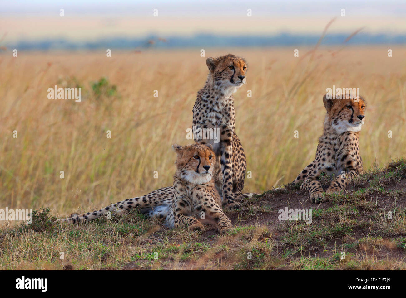 cheetah (Acinonyx jubatus), three cheetahs on the lookout in savannah, Kenya, Masai Mara National Park Stock Photo