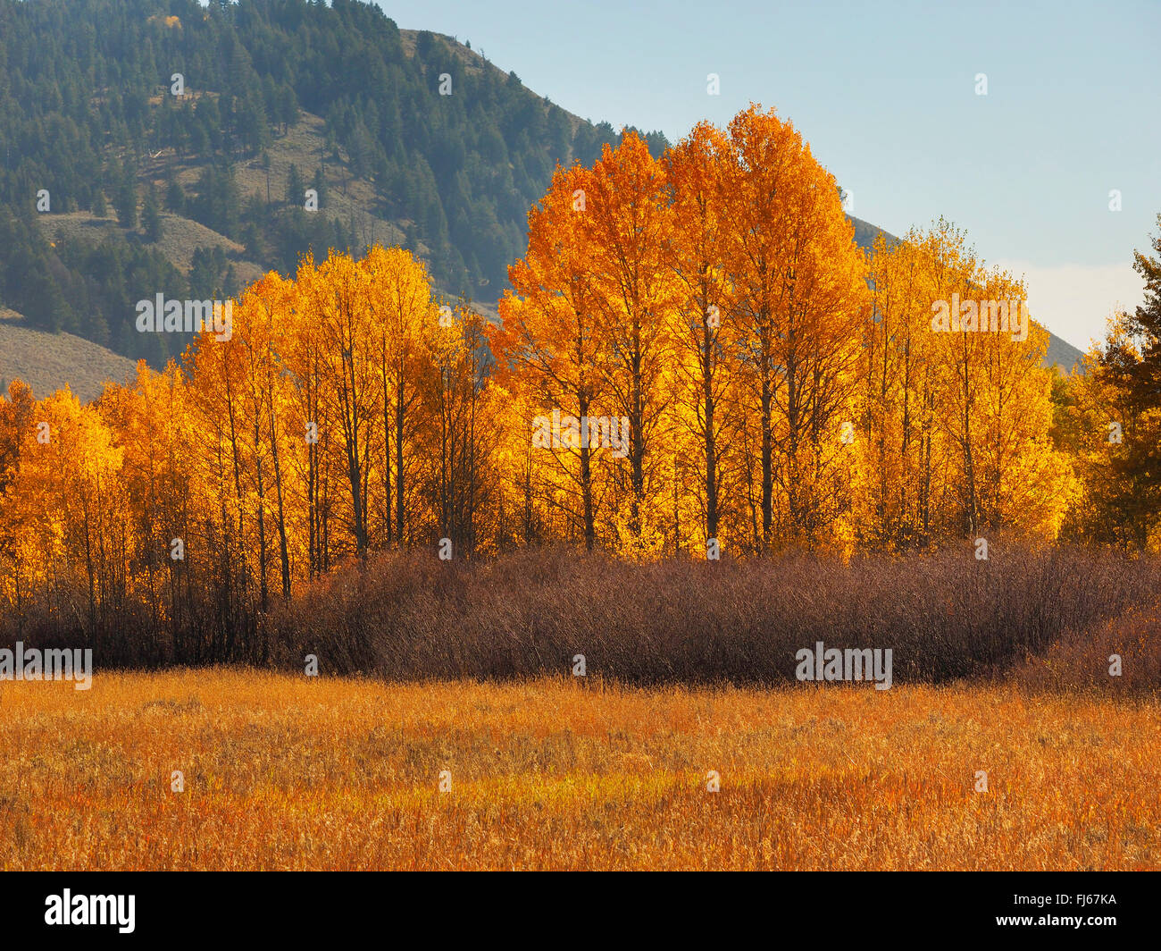 autum colours at the National Park, USA, Wyoming, Grand Teton National Park Stock Photo