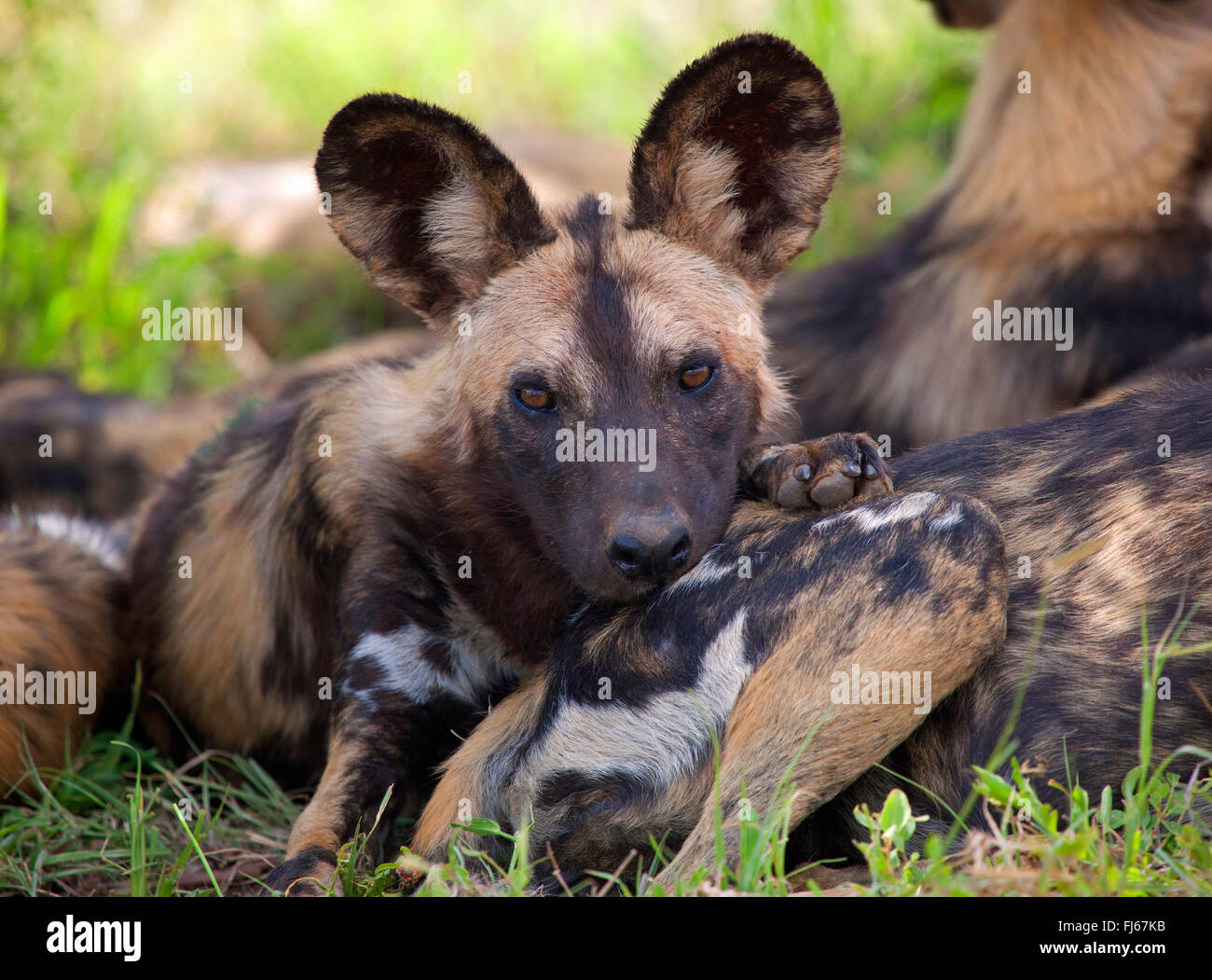 African wild dog, African hunting dog, Cape hunting dog, Painted dog, Painted wolf, Painted hunting dog, Spotted dog, Ornate wolf (Lycaon pictus), resting pack, South Africa, Krueger National Park Stock Photo