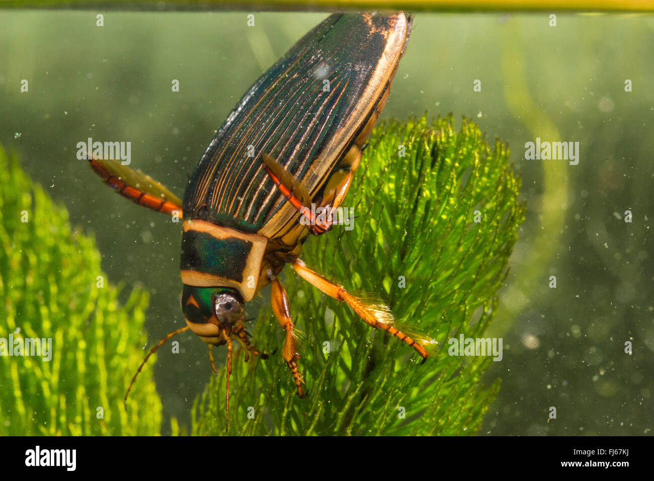 Great diving beetle (Dytiscus marginalis), female at water surface