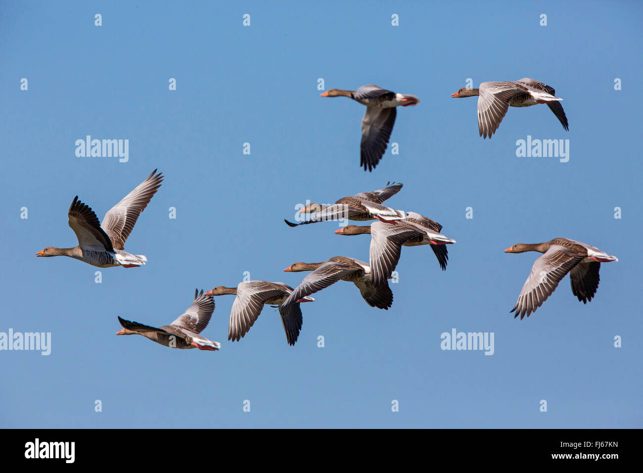greylag goose (Anser anser), flying flock, Germany, Bavaria Stock Photo