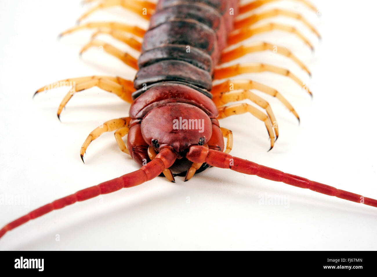 Darwin's Goliath Centipede (Scolopendra galapagoensis), head ans mouth parts of a poisonous scolopender Stock Photo