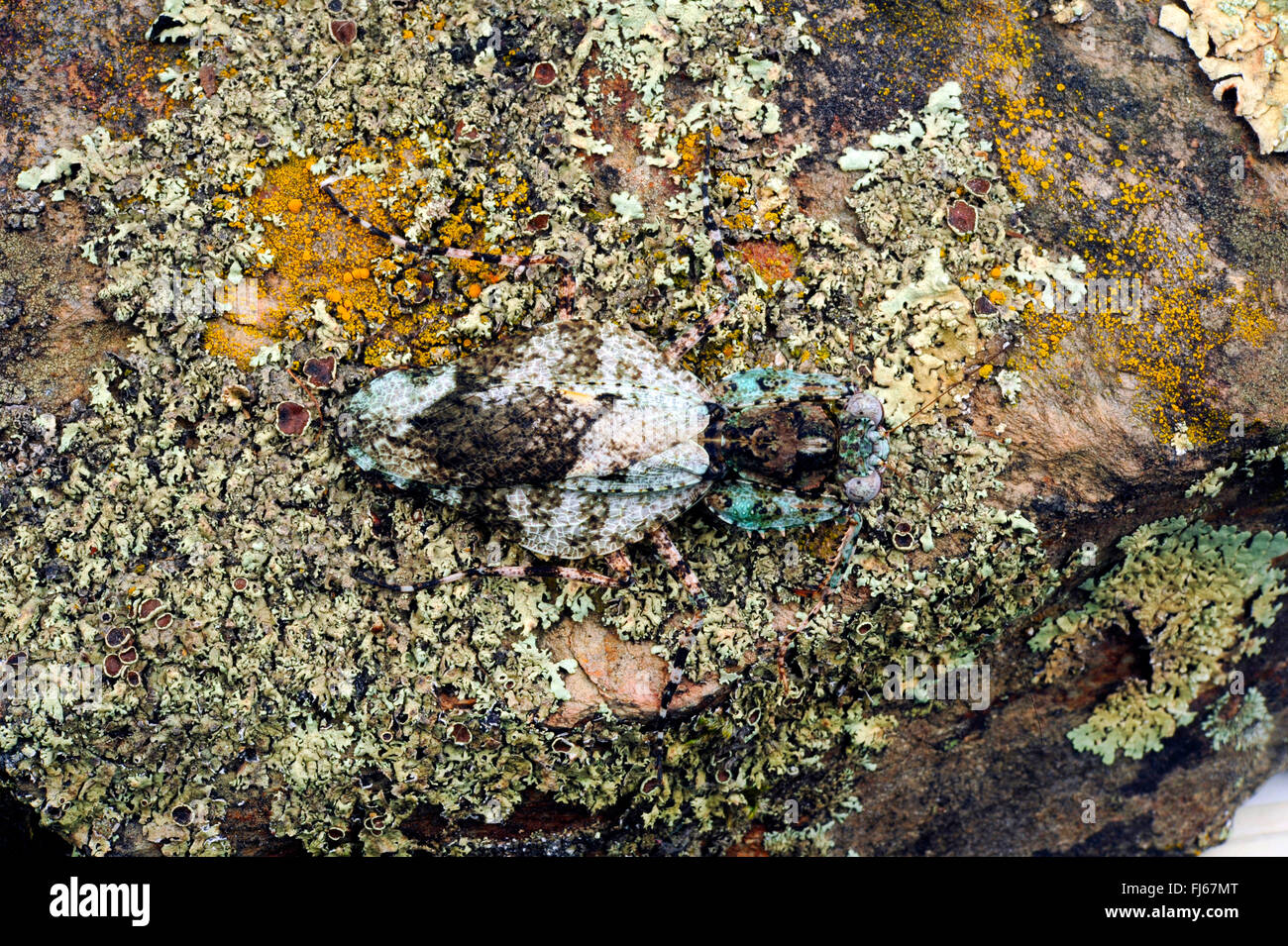 Bark Mantis (Theopompa servillei), well camouflaged on bark covered with lichens Stock Photo