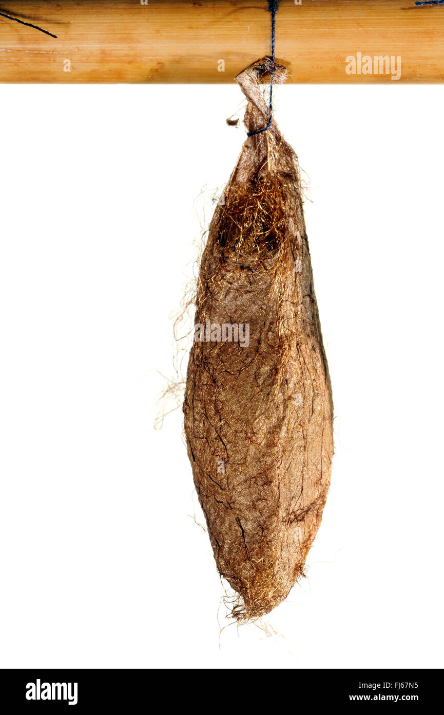 Lebeau's rothschildia, Lebeau's Silkmoth (Rothschildia lebeau), pupa, cut-out Stock Photo