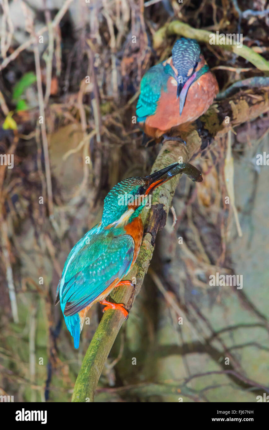 river kingfisher (Alcedo atthis), female luring a fledgling, whitch just has left the breeding cave, with a fish, Germany, Bavaria Stock Photo