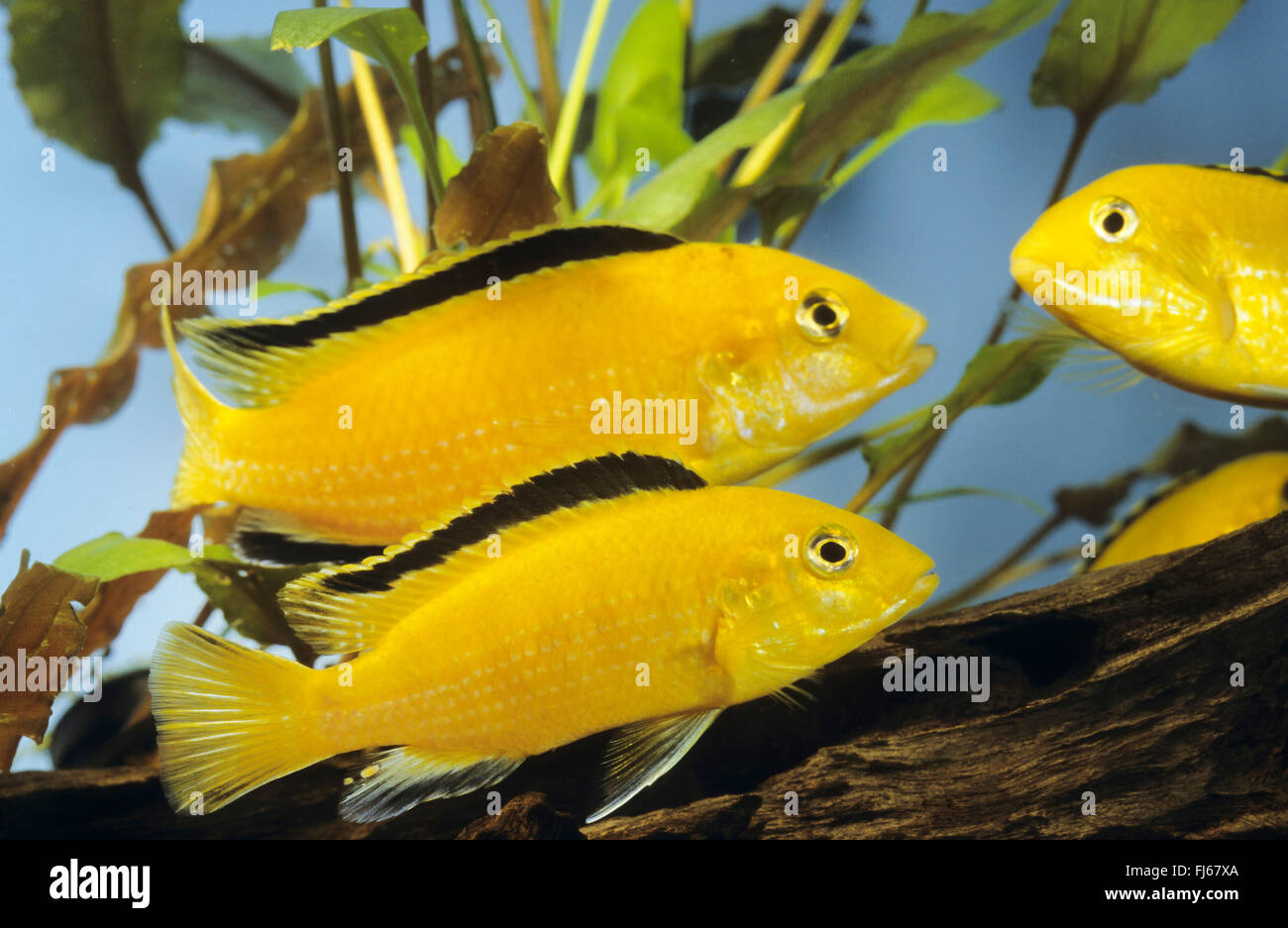 lemon yellow lab, electric yellow, yellow prince, Labido jaune (Labidochromis Yellow), three lemon yellow labs Stock Photo