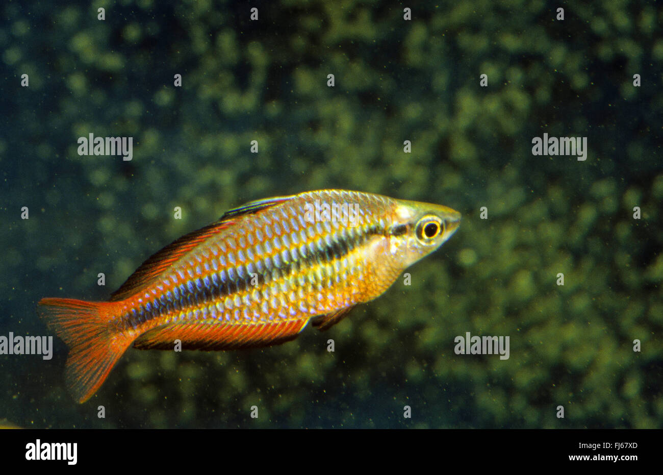 Regal Rainbowfish, Banded Rainbowfish, Jewel Rainbowfish, Goyder River Rainbowfish, Three-stripe Rainbowfish (Melanotaenia trifasciata), swimming Stock Photo