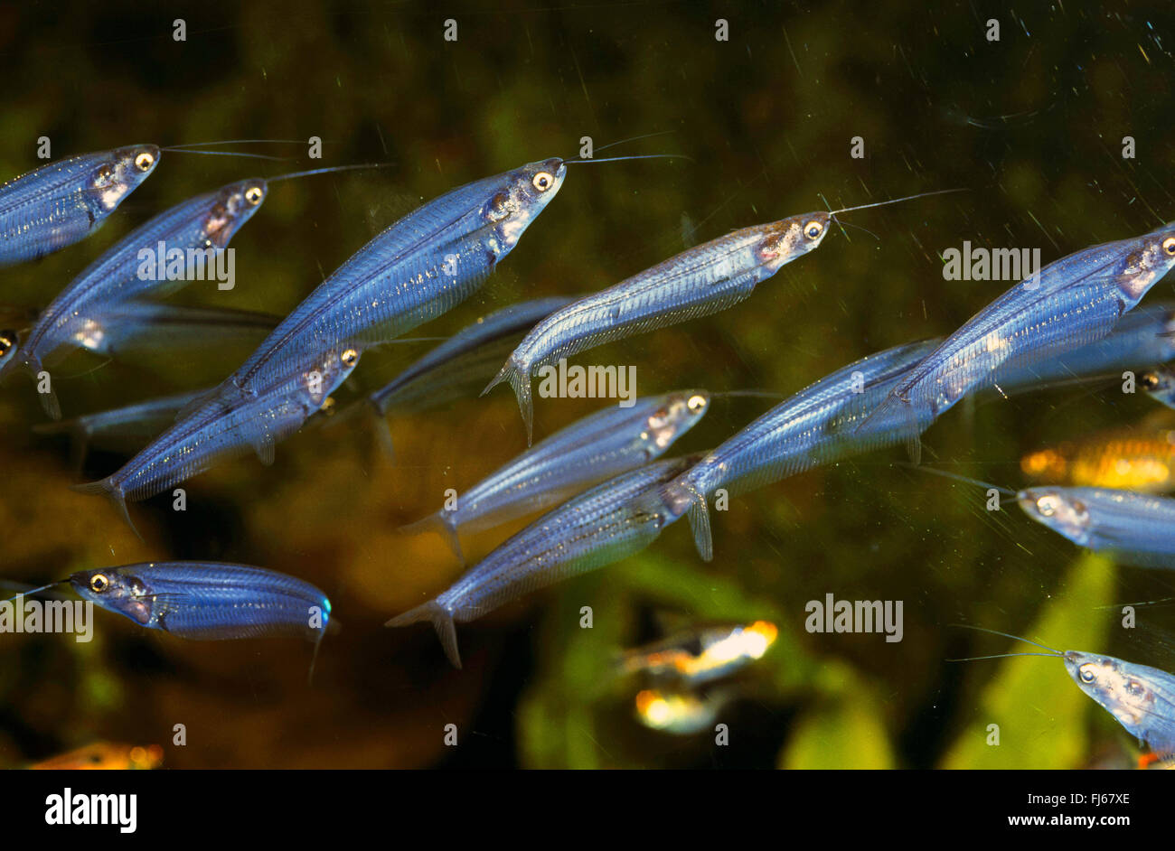glass catfish, ghost catfish, ghost fish (Kryptopterus vitreolus, Kryptopterus bicirrhis, Kryptopterus minor, Cryptopterichthys bicirrhis), swimming school Stock Photo