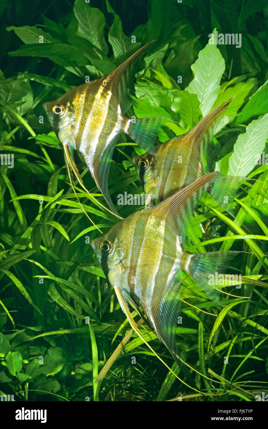 Deep angelfish, Real Altum-Angel, Long finned Angel (Pterophyllum altum), three Deep angelfishes in front of water plants Stock Photo