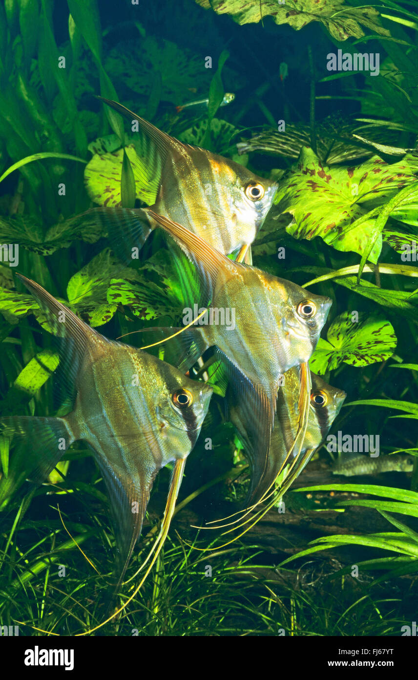 Deep angelfish, Real Altum-Angel, Long finned Angel (Pterophyllum altum), four Deep angelfishes in front of water plants Stock Photo