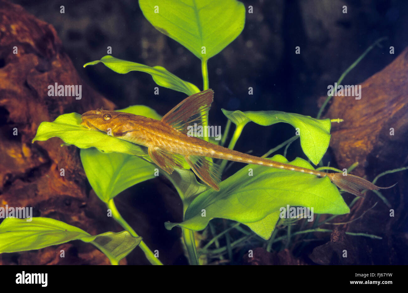 Whiptail catfish, Red Lizard Catfish (Rineloricaria spec.), rests on the leaf of a water plant Stock Photo