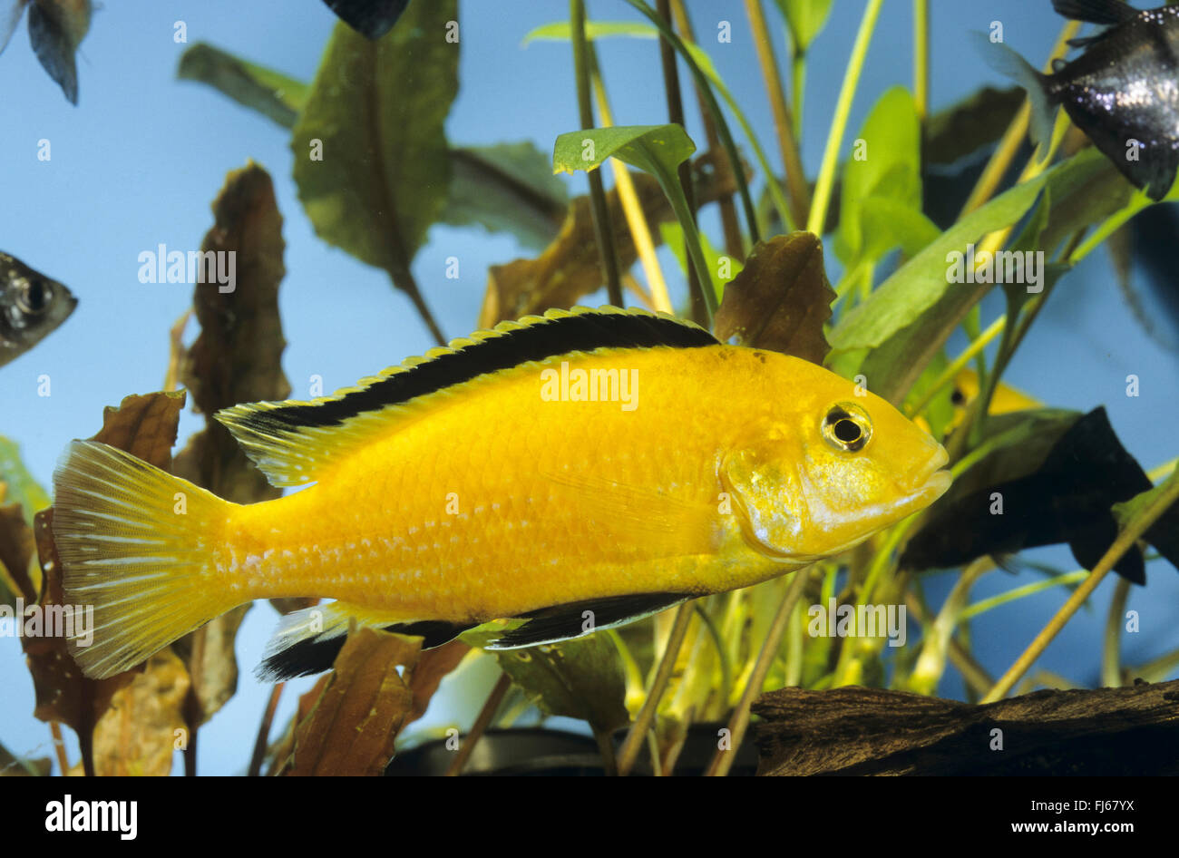 lemon yellow lab, electric yellow, yellow prince, Labido jaune (Labidochromis Yellow), swimming Stock Photo