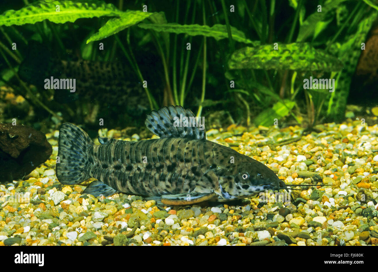 Black Marble Hoplo (Hoplosternum thoracatum, Megalechis thoracata), on the bottom Stock Photo